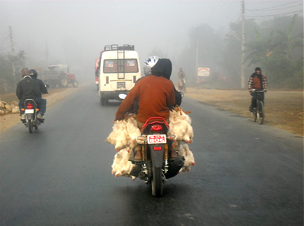 There are about 20 chickens on this motorbike being hauled to the butcher on a misty morning just outside Hetauda. PHOTO: INDU NEPAL
