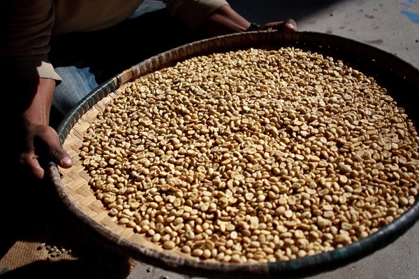 Coffee beans are dried.