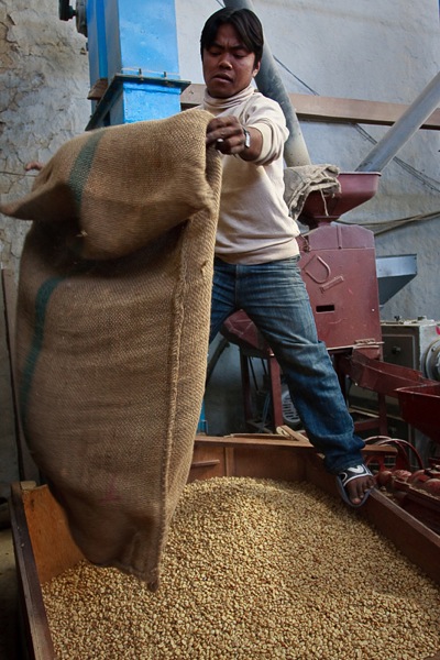 The coffee beans are stored in organic jute bags as these are breathable and allow for the beans to be kept for an extended period of time without mildew and mold forming. 