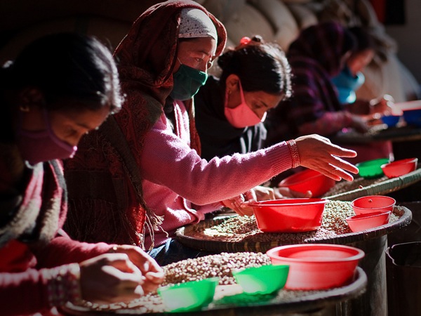 The beans then undergo a final round of sorting and grading by hand before they are bagged for delivery. Though labour-intensive, this step is crucial in quality control. 