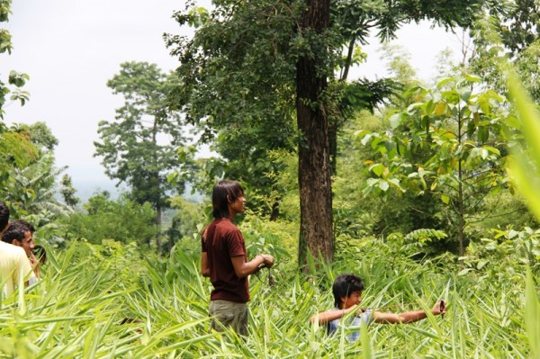 Locals take an aim at the elephants