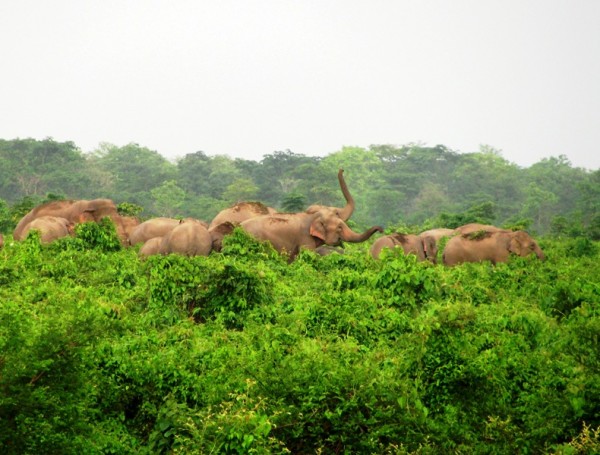 2,huge elephants