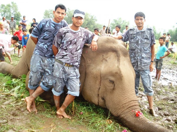 Elephant killed