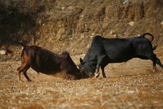 The bulls take the centre stage