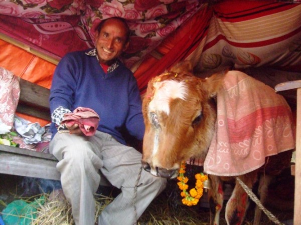 Ramji Neupane came all the way from Makwanpur to Kathmandu to share with others what fortune has given to him during this Tihar: a young calf with two noses and three eyes -one exactly in the middle of his forehead.