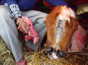   The calf is well looked after by his owner.