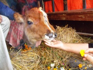 Ramji likes when people out of curiosity come to his van and marvel at the miracle. The calf seems to enjoy the attention too and doesn't move.  