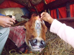 He is warm under a blanket Ramji has put especially for him. People come closer to see the animal, touch him, offer money and food, put Tika and worship the abnormal calf believing it’s the reincarnation of goddess Laxmi. 
