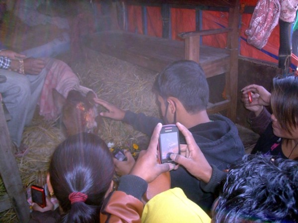 Master and animal were in Shita Paila chok where the crowd got excited to see the once in a life time event on Sunday morning.