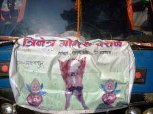 Ramji and his calf tour around Kathmandu in a van adjusted to give the animal enough led room. They even have a banner to advertise their arrival.