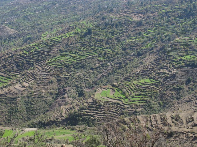 Healthy winter monsoons have watered rain-fed terraces of wheat on the border between Doti and Dadeldhura, promising a good harvest this year.