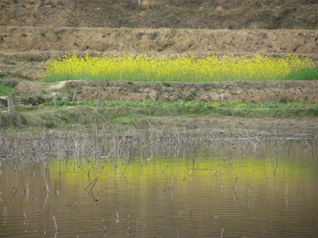 nagdaha 3