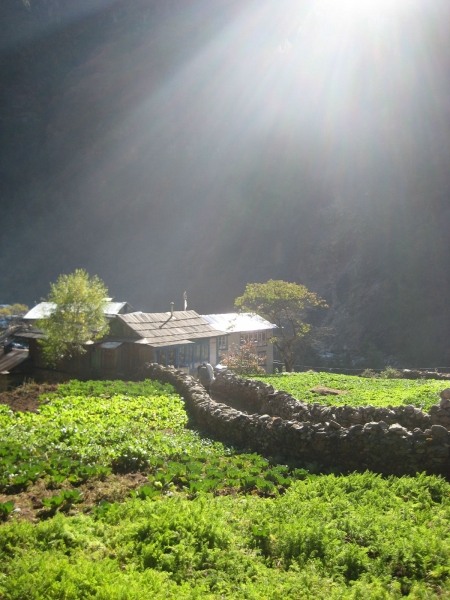 C Thapa, 2008