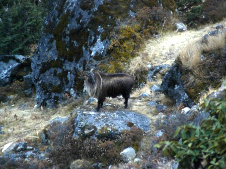 tahr1