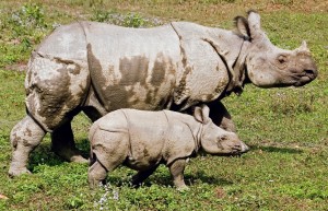 mother and calf- NTNC