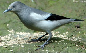 White-shouldered Starling4