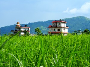 House in the middle of rice fields