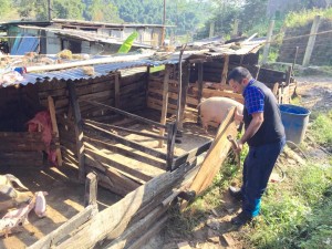 Prakash Dahal at his pig farm