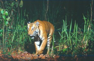tiger04