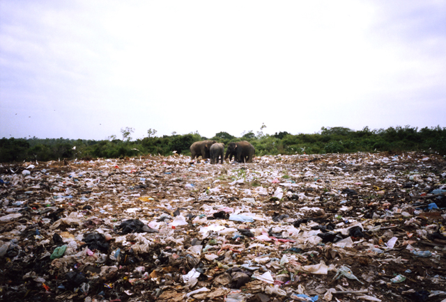 Elephants forage at a garbage dump Manampitiya 2006 Pic: Stephen Champion