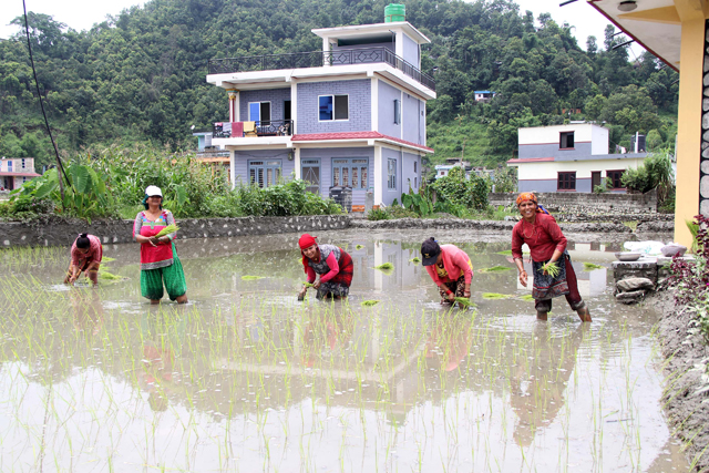 WHAT IS LEFT: Samjhana Regmi and her neighbours planting rice last week in Lekhnath, as Pokhara’s rapid urbanisation engulfs what used to be fertile paddy fields with rich rice diversity. Photo: Yuva