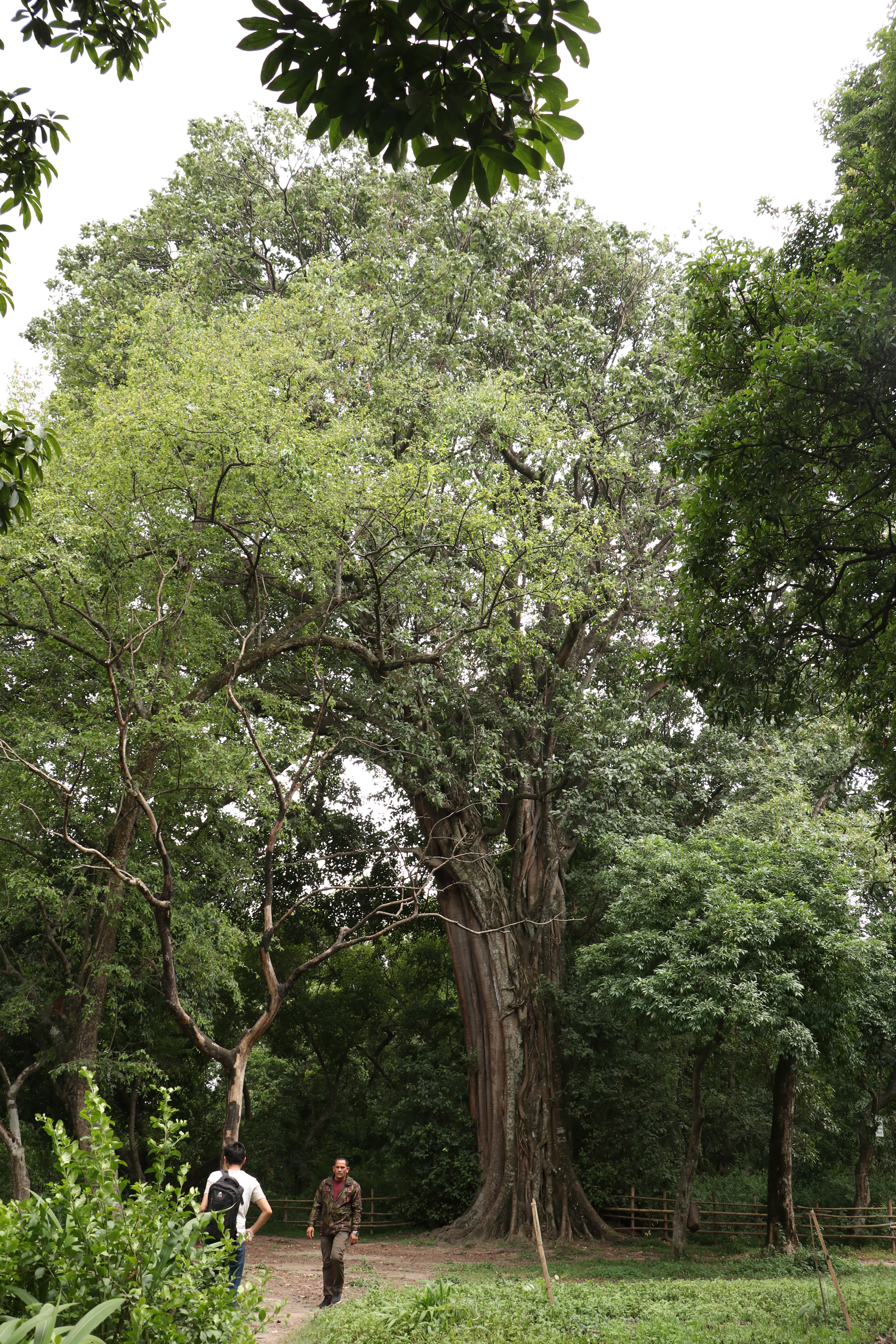 Monsoon observations