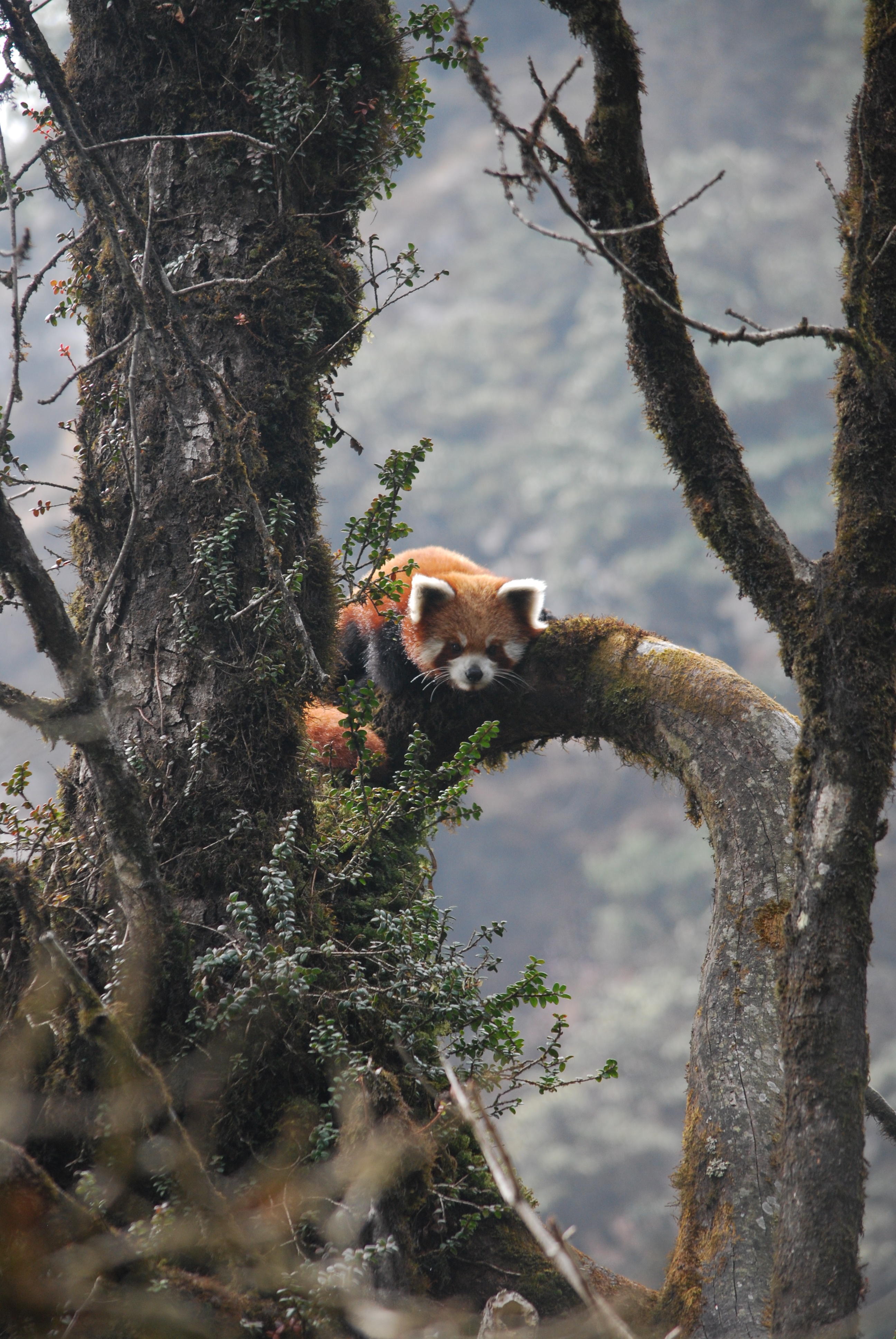 Redpanda sonamlama redpandanetwork