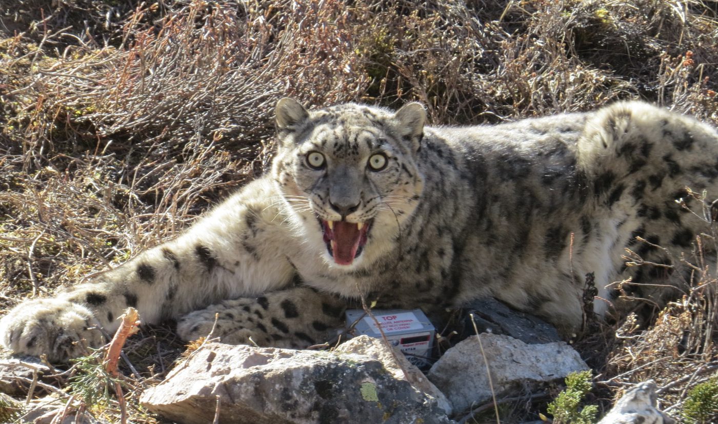 Snow leopard wwf