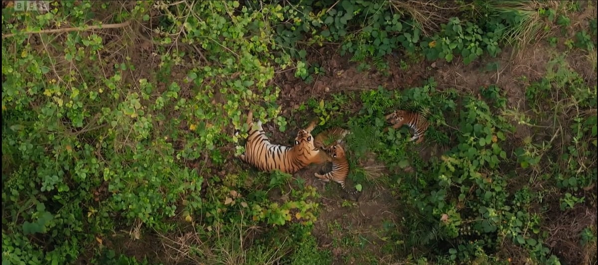 Tiger island bbc