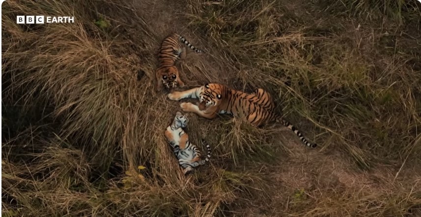 Tigerisland sg1