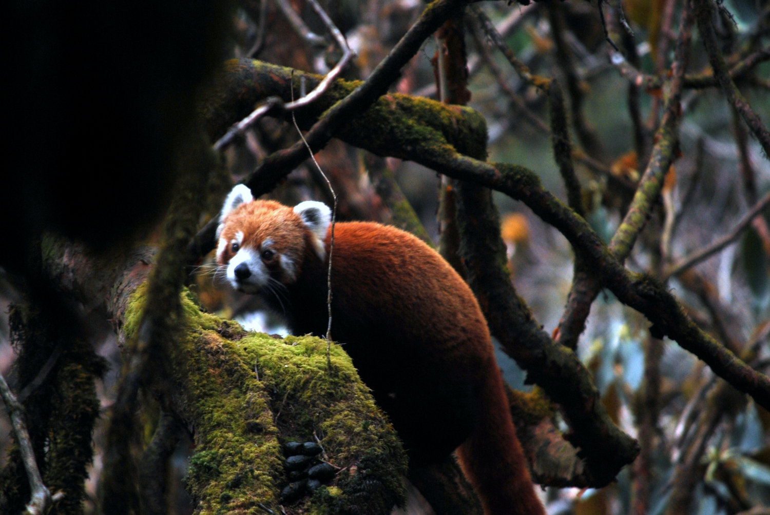 Red panda sonam tashi lama jan 2014 (1)