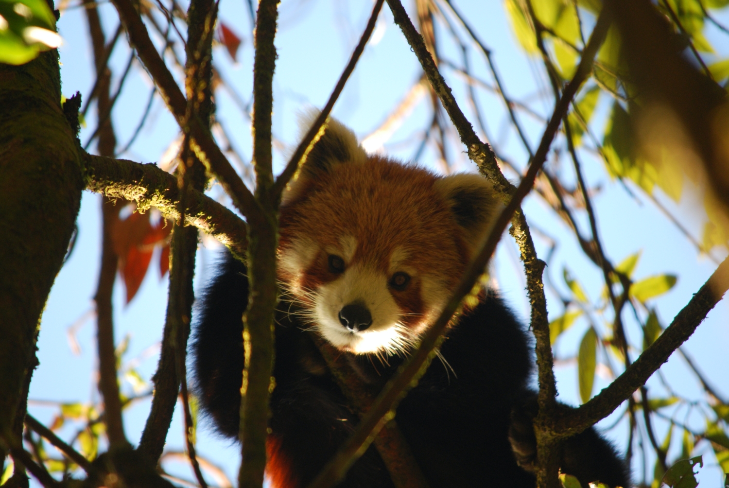 Red panda sonam tashi lama jan 2014 (2)