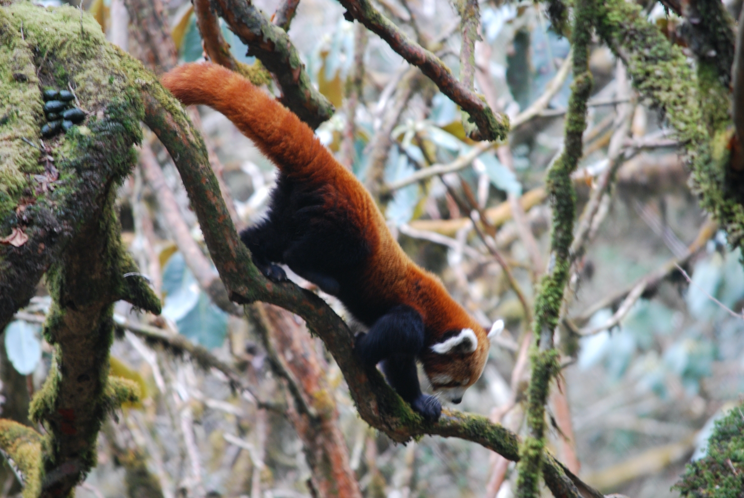 Red panda sonam tashi lama jan 2014 (4)